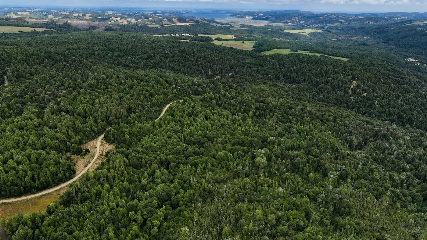 Bosque nativo de Reserva Los Muermos con un camino interior y el mar al fondo